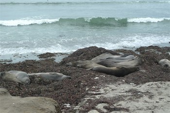 Central California: Amazing Coastal Sights 3 Seals at Ano Nuevo State Park.