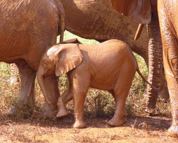 A Happy Surprise: Kenya's Own Little Italy 3 Tiny little guy