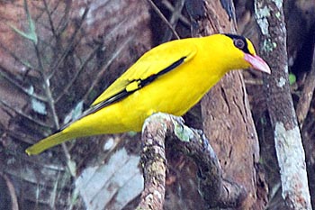 black naped oriole