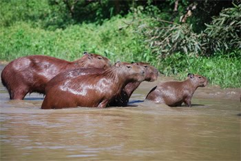 Adventure is all around you in Bolivia's Pampas 3 A family of Capybaras swimming in the river.