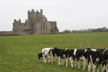 Cows on parade in rural Ireland.