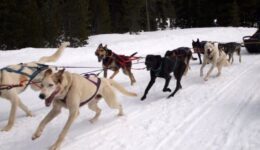 Iditarod veteran dog, pulling a sled in Bend, Oregon. Max Hartshorne photos.