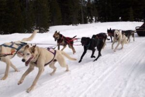 Iditarod veteran dog, pulling a sled in Bend, Oregon. Max Hartshorne photos.