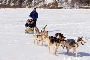 dogsled