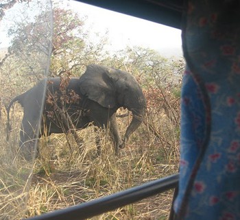 Elephants out the van's window as the author was leaving the park.