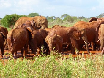 Large herd of elephants at Tsavo West