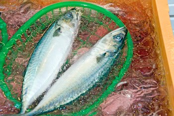 Fish at Omicho Market