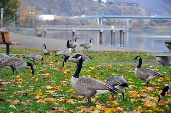 Canada geese forage among the autumn leaves in Riverside Park in Kamloops. Photo by Robin Schroffel.