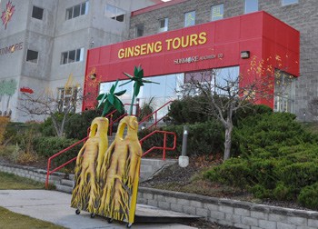 Ginseng tours at Sumore Ginseng Spa and Factory