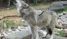 howling-wolf