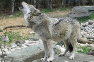 Howling with the Wolves in Ely, Minnesota howling-wolf