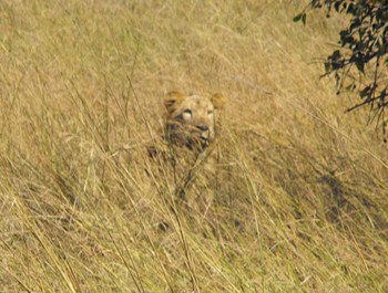 Male lion in attack mode. photos by Jonathan David Thompson.