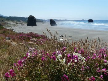 Oregon's beautiful dunes.