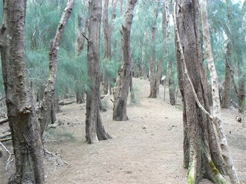 Molokai, Hawaii's Almost Empty Island 8 The pine forest on the way to the Phallic Rock. Amazing!