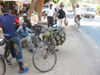 A Happy Surprise: Kenya's Own Little Italy 6 Pineapples for sale
