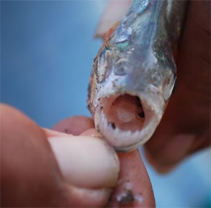 Adventure is all around you in Bolivia's Pampas 5 Piranha teeth.