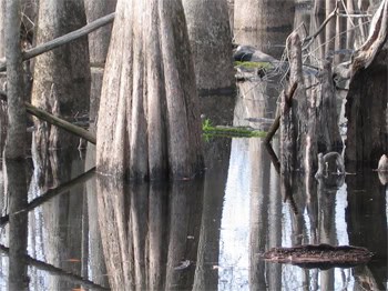 River reflections. treehouse stay in south carolina