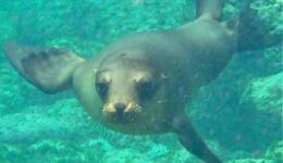 sea-lion