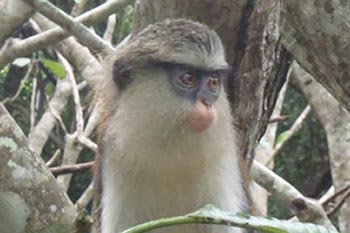 Tafi-Atome monkey at the monkey reserve.