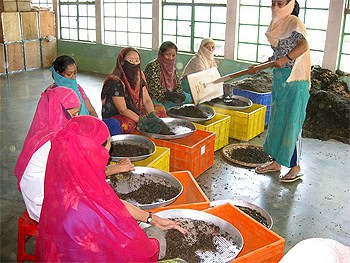 Local women hand sort the tea leaves at Glenburn Tea Estate.