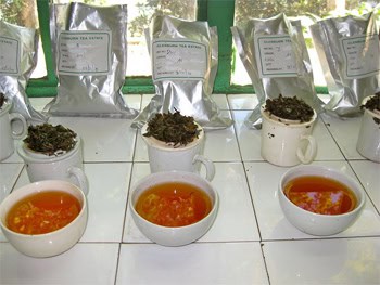 Tea tasting at Glenburn Estates teas in Darjeeling.