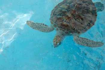 Sea turtle farm called Granja de los Quelonios in the town of Isla Del Sol 