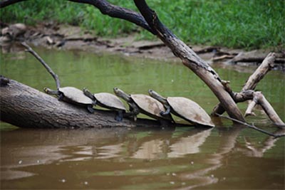 Adventure is all around you in Bolivia's Pampas 7 A family of river turtles sun themselves on a log before being wiped out by a passing boat wake.
