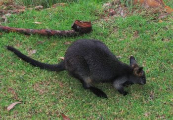 Pittwater, Australia: Kayak, Hike and Enjoy Nature 2 A wallaby enjoying the grass in front of the hostel