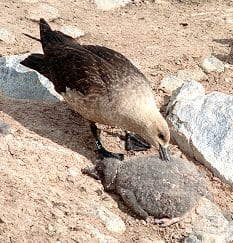 Skua eating a still-alive baby chick. photo Guillaume Dargaud.