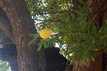 argan fruit