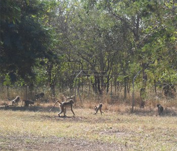 Baboons inside Gorongosa Park, in Mozambique. photos by Rebeccah Fleming.