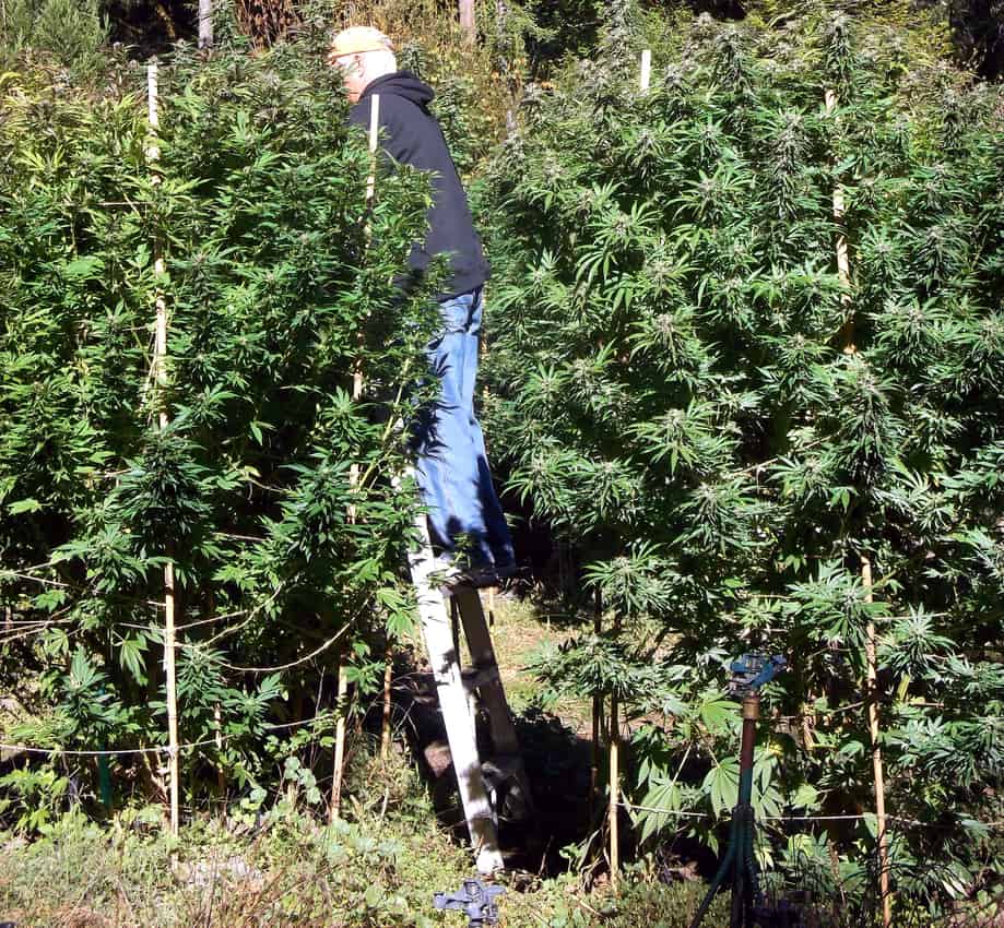 California's Mendocino County: A Whole Lotta There There 10 Cannabis farm, Mendocino County CA.