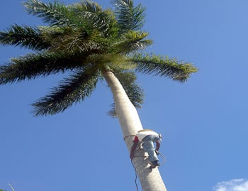 Climbing the Royal Palm