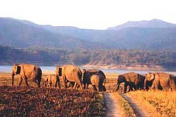 An elephant herd - photo courtesy of Crobett Park