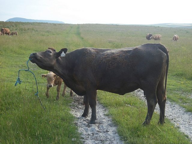  Cows having fun on the Orkneys. There isn't a lot of nightlife or excitement here, just ancient stones and pretty scenery.