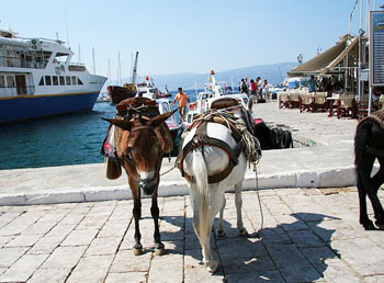 Athens: Worth All the Marbles 6 Donkeys in the harbor in Hydra