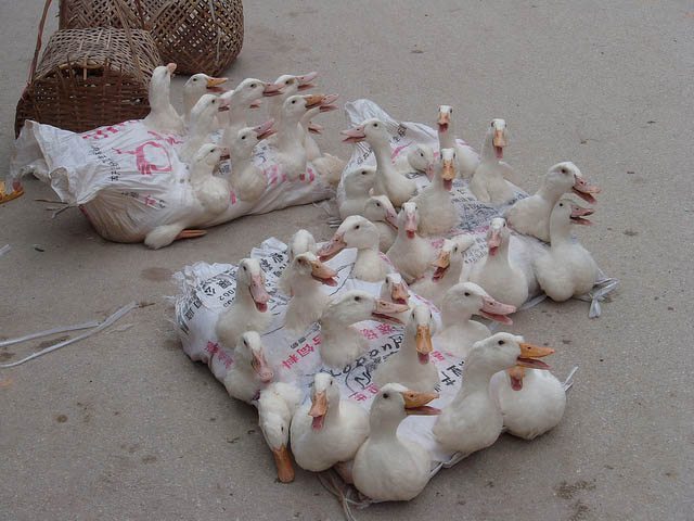 Ducks are kept in place on market day in Chengyang