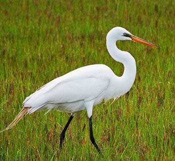 The milky-white egret which stood still enough for just one shot