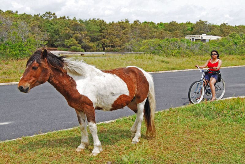 Esha Samajpati meets a wild pony on the Island of Assateague. 