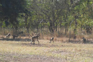 Fascinating Gorongosa Park, Mozambique gorongos