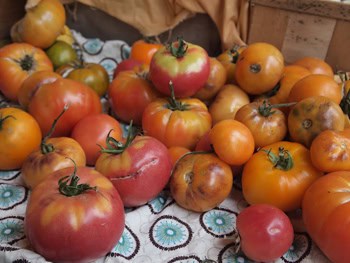 Heirloom tomatoes at Pete's Greens, Craftsbury Vermont.