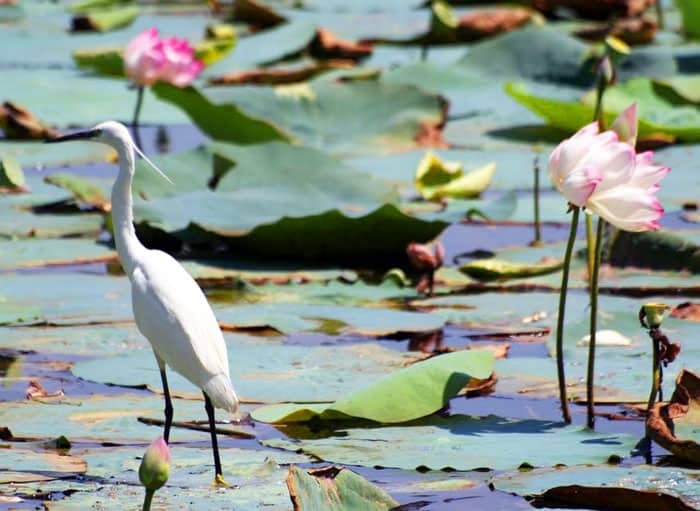 An egret in he lake behind Sukh Mahal