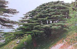 Lebanon's famous cedars