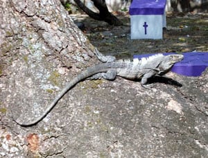 A prehistoric-looking moving gargoyle at the Providencia cemetery