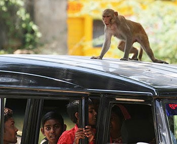 There are monkeys aplenty in Bundi