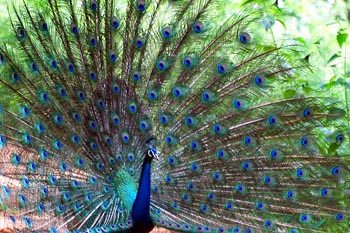 peacock