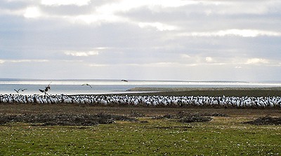 A mass of penguins.