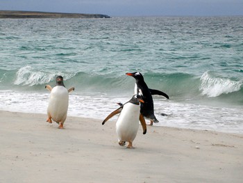 Penguins by the sea in the Falkland Islands. photos by Rachel Dickinson except as noted.