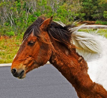 Wild pony roaming free on Assateague Island