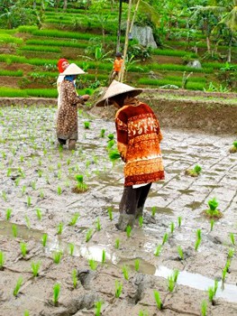 Working in the flooded rice paddies.